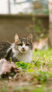 草地上的可爱猫咪