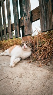 慵懒猫咪倚栏惬意休憩