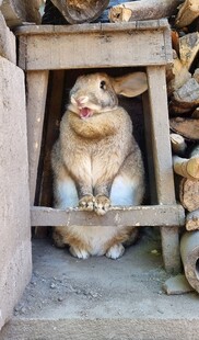 兔子