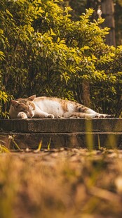 阳光下猫咪惬意躺卧