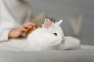 抚摸白兔的温馨瞬间