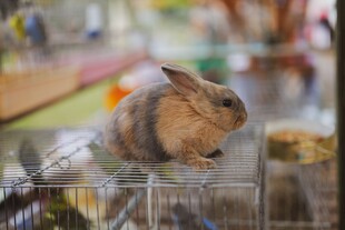 可爱小兔站立在笼中