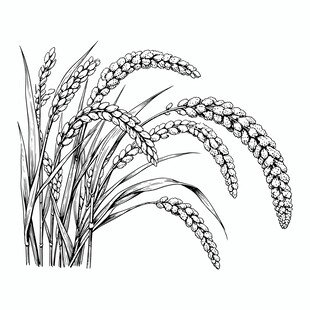 黑白小米谷穗插画