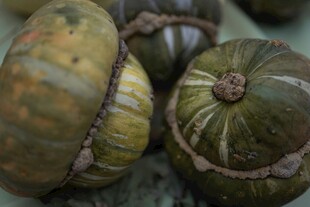 多彩南瓜特写