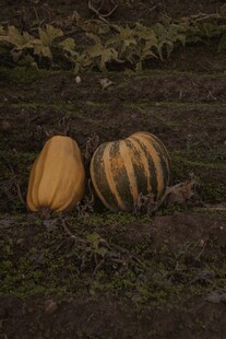 田地里的两个南瓜