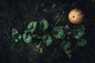 南瓜与绿叶的自然景致