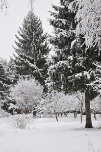 冬日雪景中的挺拔树木
