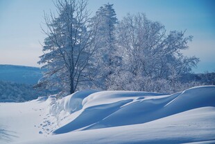 冬日雪景中的银白树木