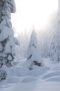 冬日雪林银装素裹的美景