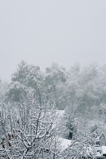 雪覆树林冬日静谧景象