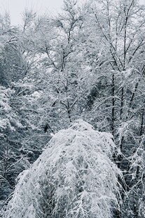 雪覆树林美景