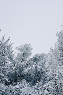 雪覆树木的冬日美景