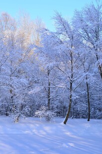 冬日雪覆树林美景