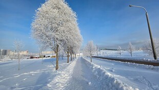 冬日雪景中银装素裹的树木