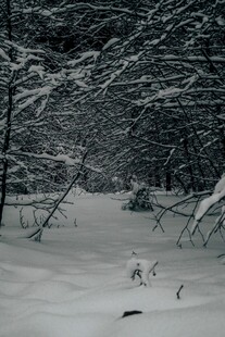 雪覆树林静谧冬日景象