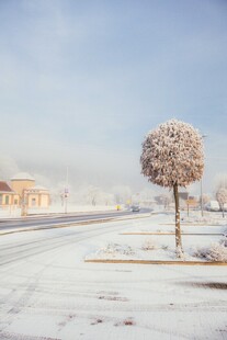 冬日雪景中的孤独小树
