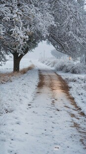 雪后林间小道的静谧美景