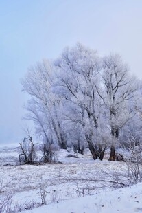 冬日雾凇雪景中的树木
