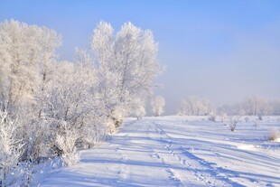 冬日雪野银树美景