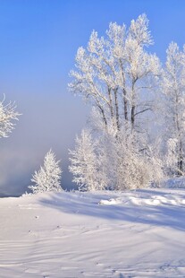 冬日雪景中的银装素裹树木