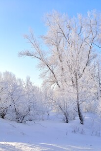 冬日雪林玉树琼枝美景
