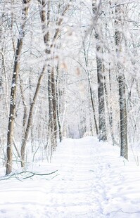 冬日雪林静谧纯净之景