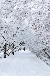 雪覆枝头的静谧林间小道