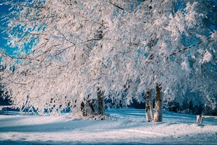 冬日雪覆树林美景