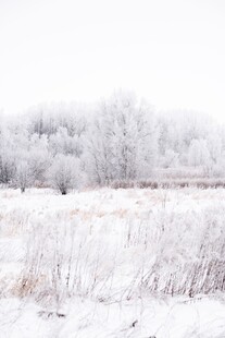冬日雪景中的银白树林