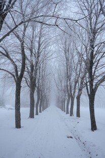 雪覆林径冬日静谧之景