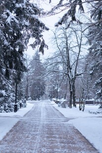 冬日雪覆林间小路