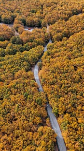 秋日山林间蜿蜒公路美景