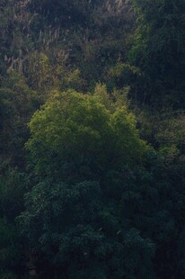 茂密丛林绿意盎然