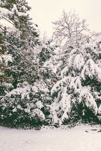 雪覆树木的冬日美景