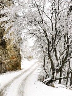 冬日雪覆小路的静谧景致