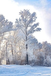 冬日雪林美景