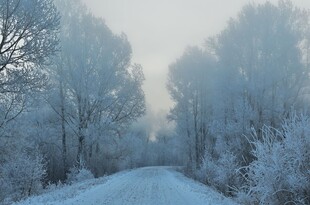 冬日雪覆林间路