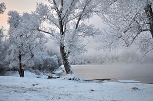 冬日雪覆树林静谧美景
