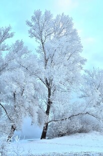 冬日雪覆树木美景