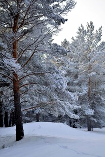 雪覆松林美景