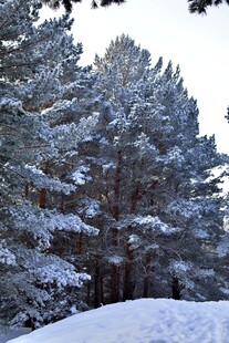 雪覆松林美景