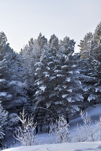 雪覆松林美景