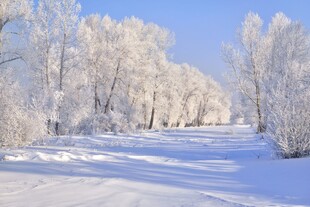 冬日雪景中的银白树林