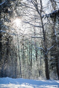 冬日雪林阳光洒落林间