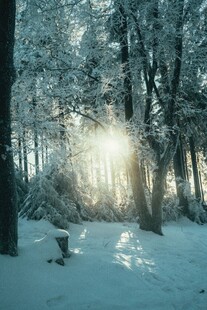 冬日雪林阳光洒落美景