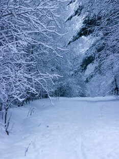 冬日雪林美景
