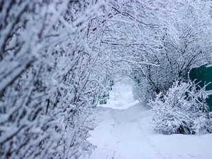 雪覆小径冬日静谧美景