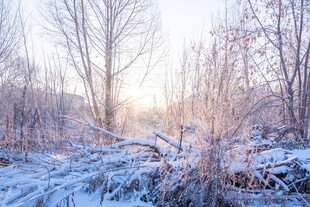 冬日雪林晨光美景