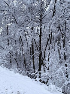 雪覆树林的冬日美景