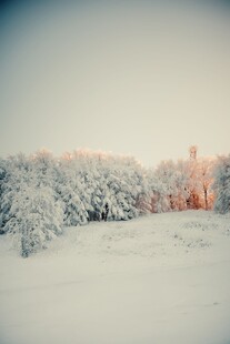 冬日雪景中的银白树林